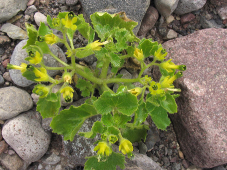 Annual Rock Nettle in flower