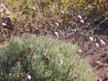 Hofmeisteria plant in arroyo