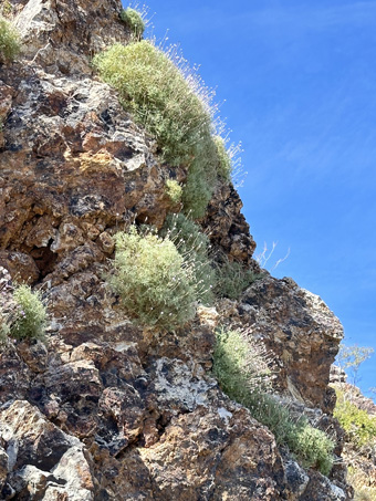 hofmeisteria plants on a cliff