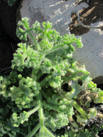 Hofmeisteria leaves