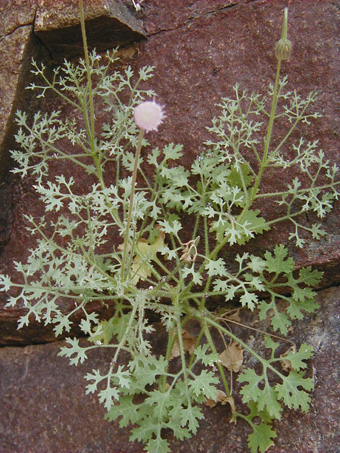 Hofmeisteria plant on cliff