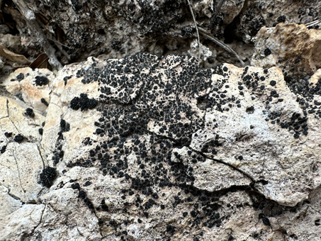 Black lichen