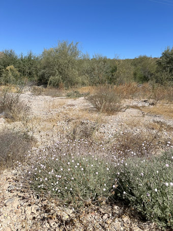 Hofmeisteria plants and the mouth of the arroyo