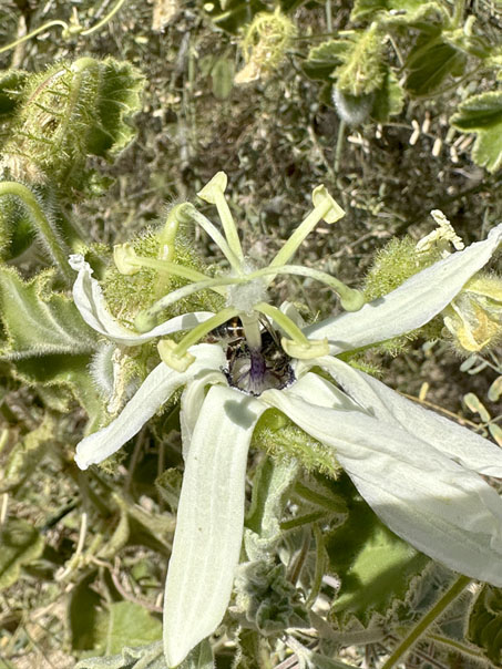 Passion Flower with bees