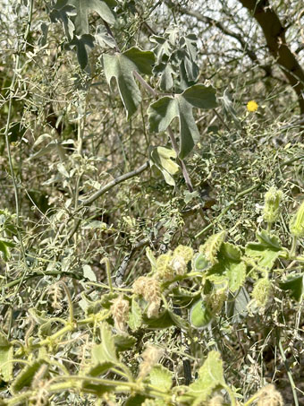 Passion flower plants