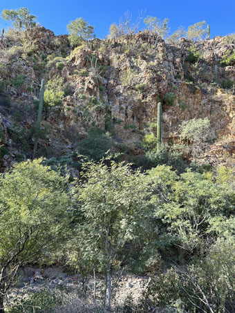 A steep, rocky outcrop with lots of plants