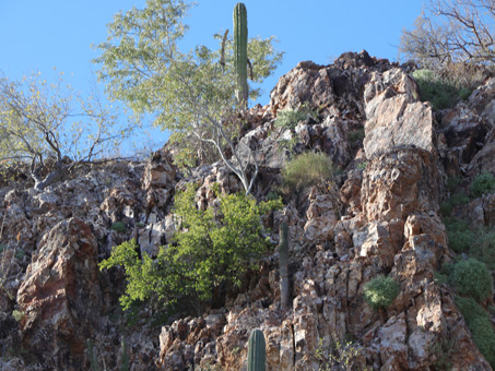 A steep, rocky outcrop with lots of plants