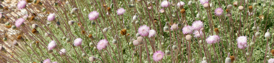 Coast Hofmeisteria plant in bloom