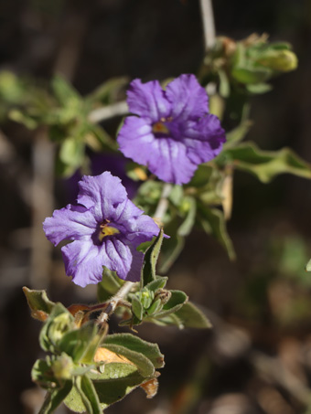 Ruellia