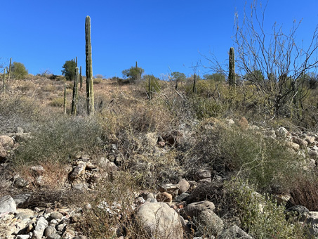 A gentle slope rises from the arroyo bottom to the top of the bajada