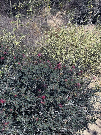 Pink Fairyduster plant