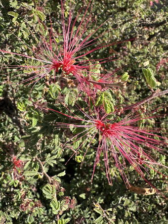 Pink Fairyduster flowers