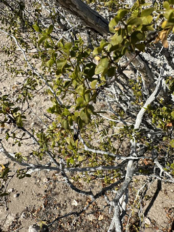 Closeup of Creosote leaves
