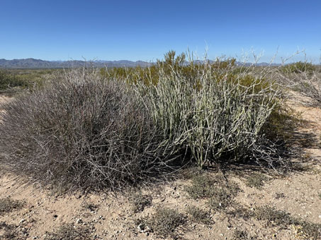 Espadin and Candelilla shrubs