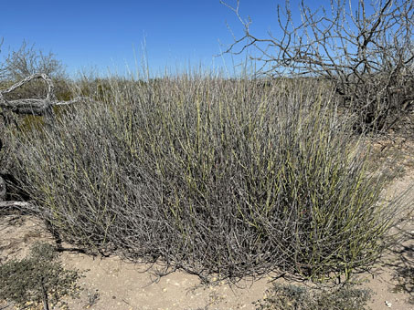 Espadin shrub