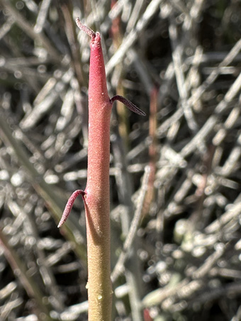 Espadin leaves and stem