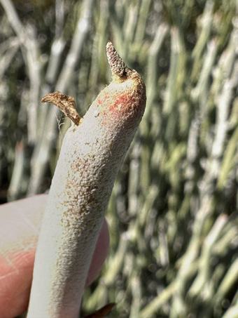 Candelilla leaves and stem