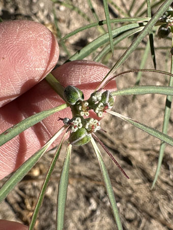 Beetle spurge flowers and fruit
