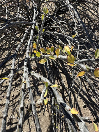 palo adán trunk and branches