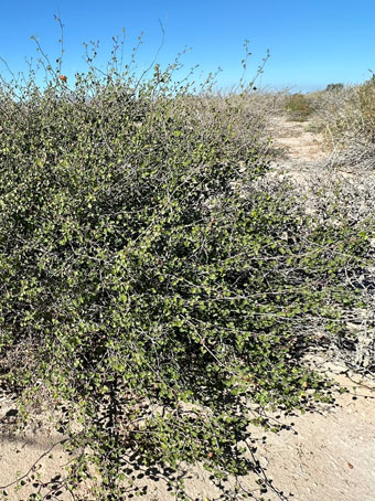 San Marcos Cotton