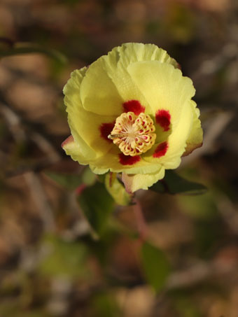 San Marcos Cotton