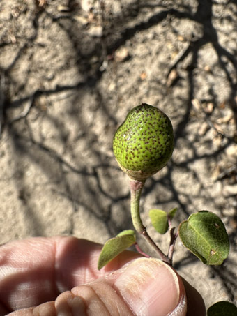 San Marcos Cotton