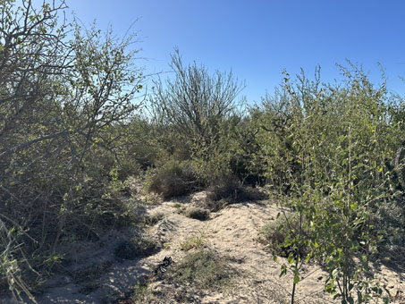 dense scrub