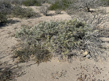 desert scrub
