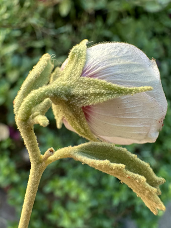 Rock Hibiscus flower