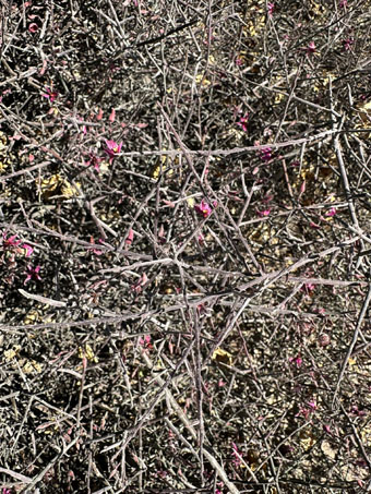 Habit of White Ratany