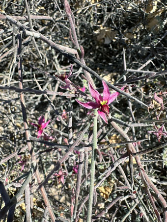 White Ratany stems and flowers