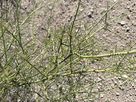 Little-leaf Palo Verde branches and leaves