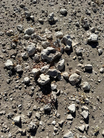 Limestone and shell bits in ancient seabed terrace