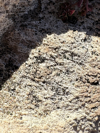 Limestone closeup