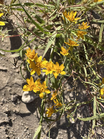 Desert Chinchweed flowers