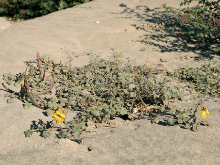 Devil's Claw plant full of flowers and fruit