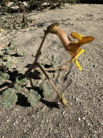 Desert Devil's Claw flower