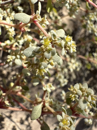 Honeysweet leaves and flowers