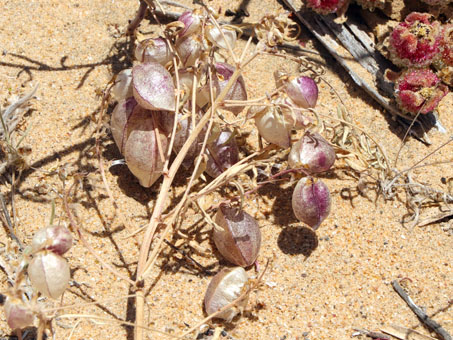 Milkvetch fruit