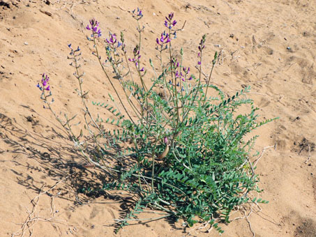 Milkvetch species