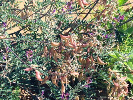 Milkvetch species