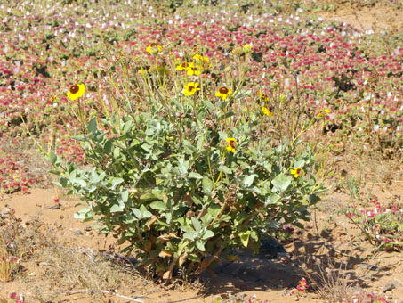 Bahiopsis microphylla plant