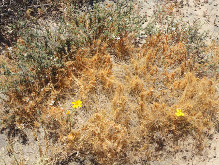 Boeberastrum with dodder