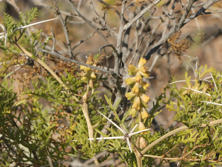 Ambrosia bryantii