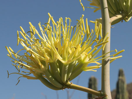 Agave cerrulata subsp. subcerrulata