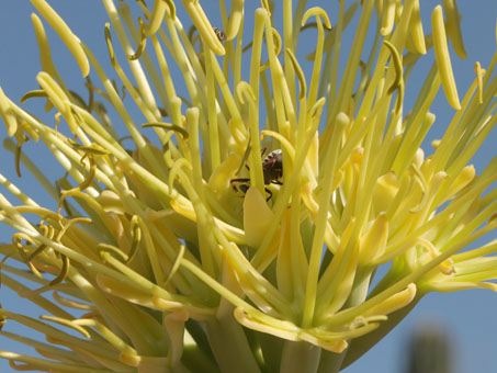 Agave cerrulata subsp. subcerrulata