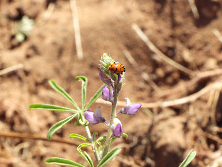 Mariquita