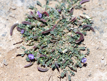 Cedros Milkvetch