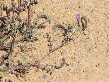 Cedros Milkvetch