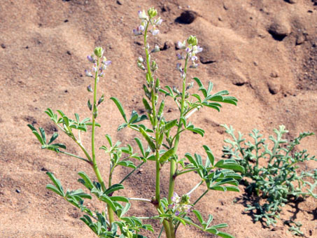 lupine plant with flowers and fruit